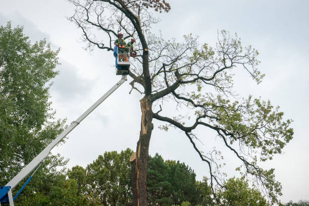 Best Tree Cabling and Bracing  in Bellwood, PA