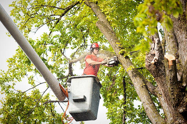 Professional Tree Care in Bellwood, PA